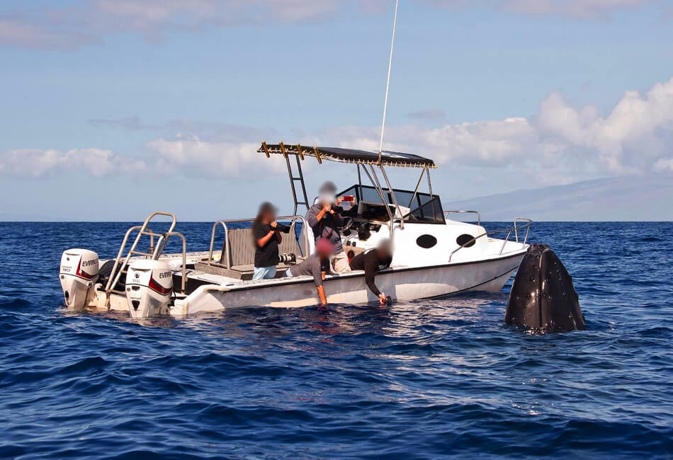 Catamaran cu putere de 27 ft 