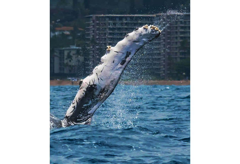 Catamaran cu putere de 27 ft 