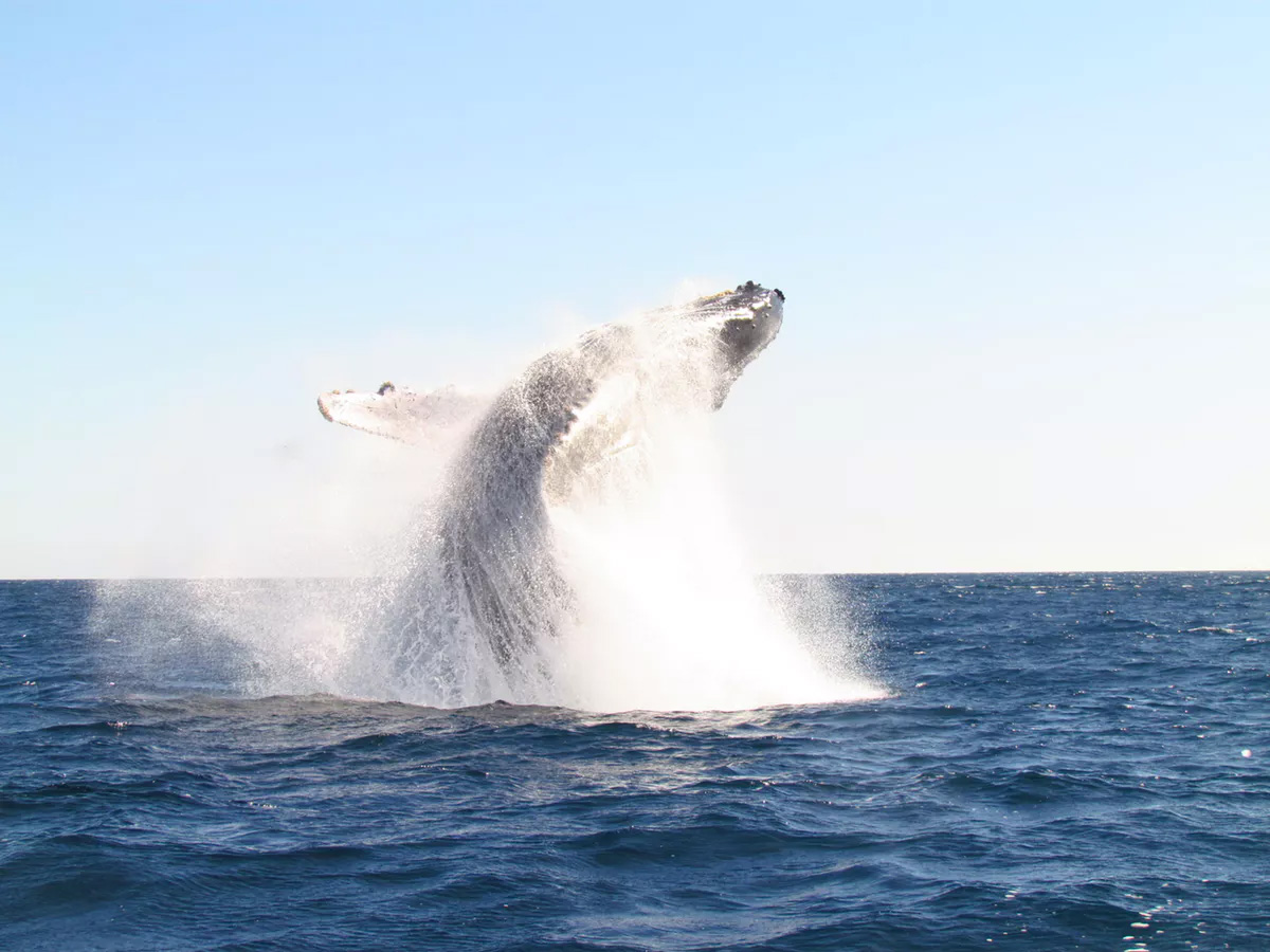 32 ft niestandardowe obserwowanie wielorybów 