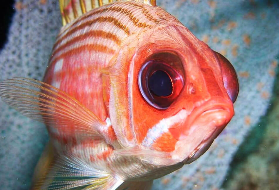 Barco de buceo Newton de 36 pies 