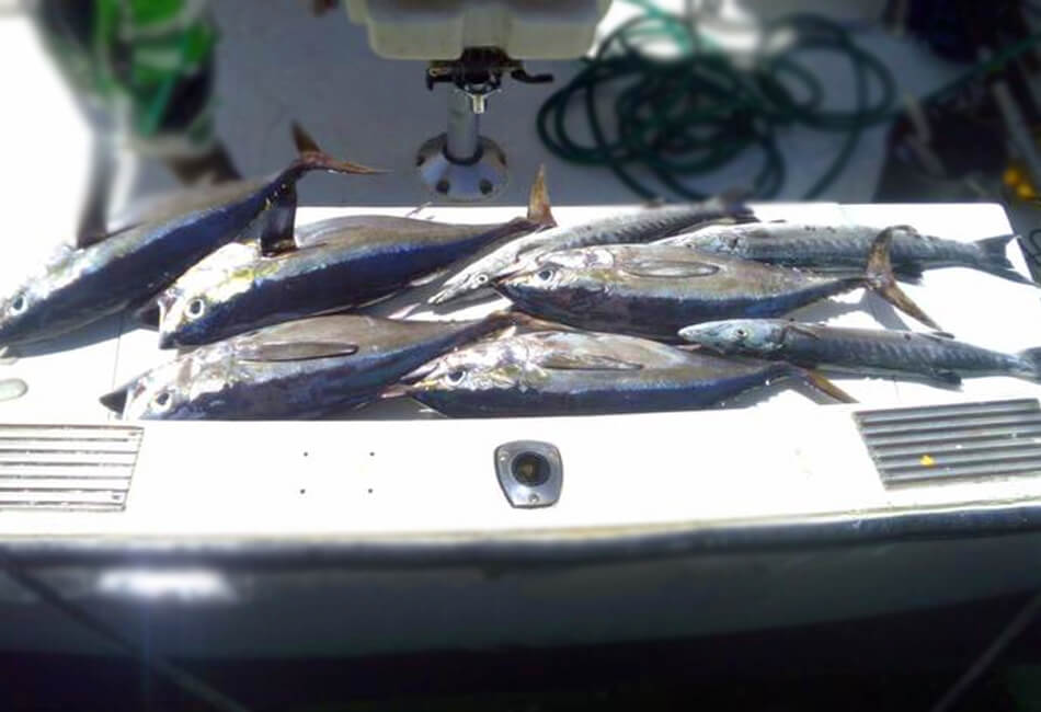 36 Ft Sportfisherman specialbyggd motorbåt