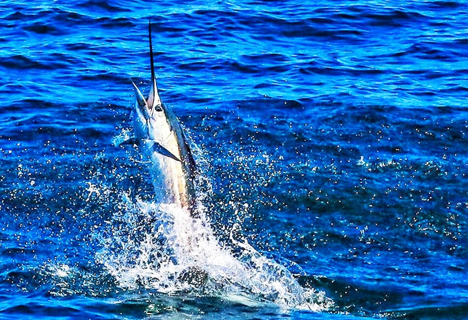 41 Ft Hatteras Convertible Flybridge Motorbot (Piagam memancing)