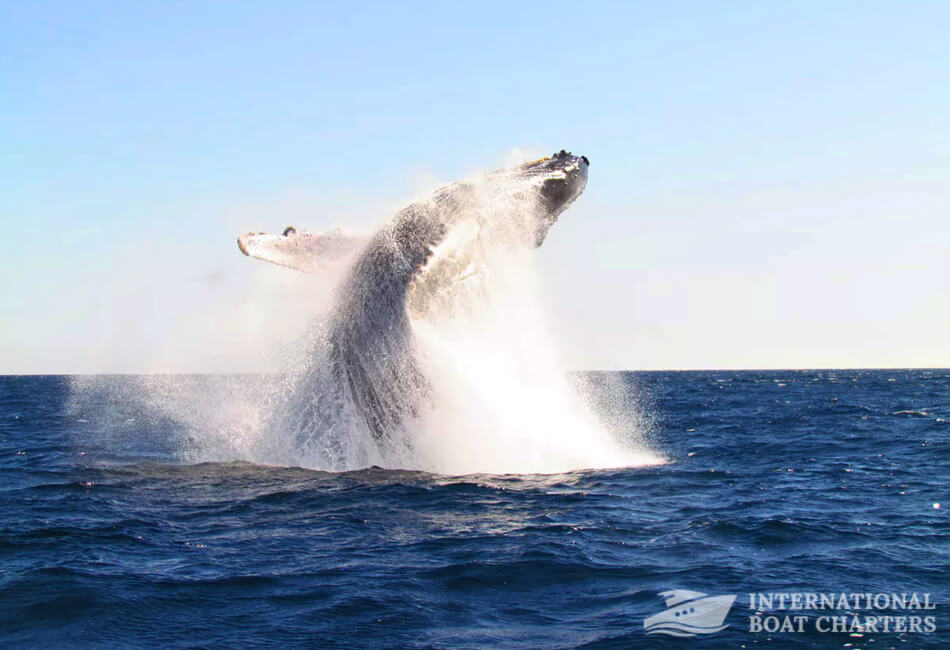 45 láb egyedi sporthalász (whale watching tour and sunset cruise)
