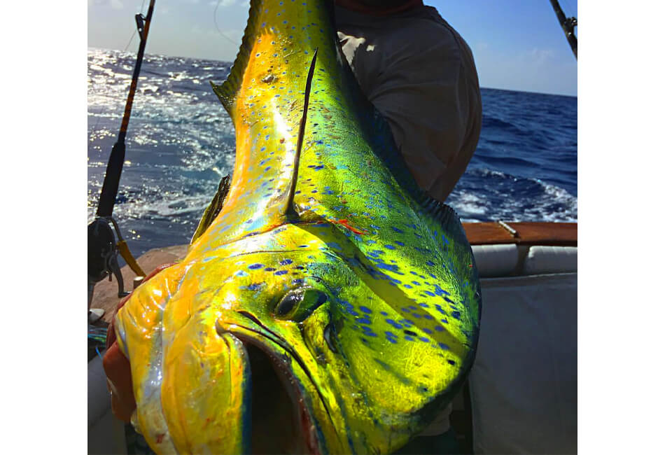 יאכטת דיג ספורט יוקרתית באוקיינוס בגובה 55 רגל 