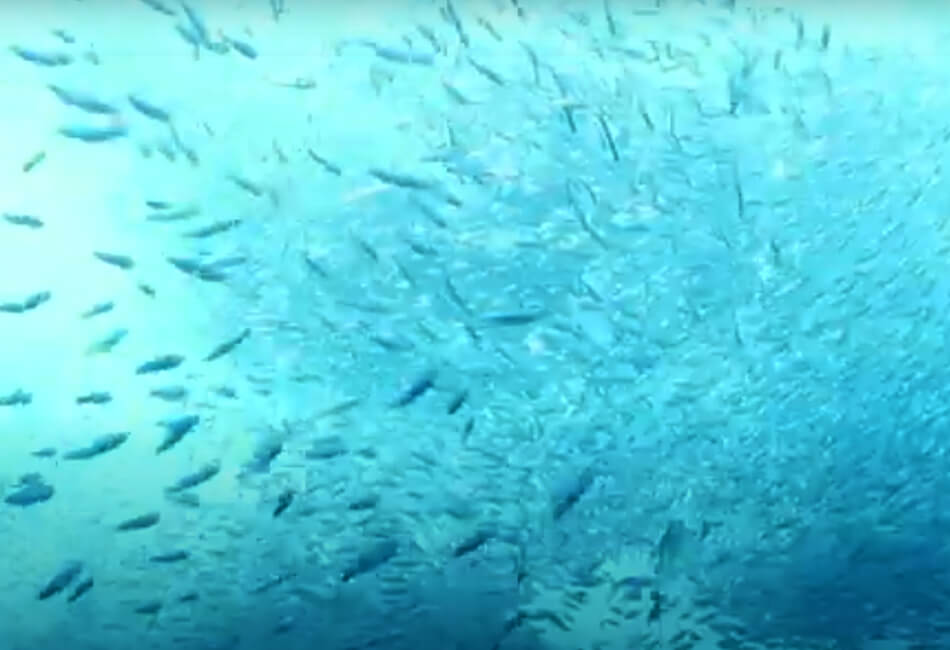 เรือยอชท์ตกปลากีฬาสุดหรูขนาด 55 ฟุตในมหาสมุทร 